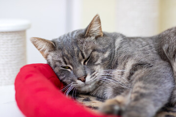 A fluffy cat is sleeping on a cozy red pillow by a coffee