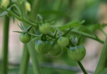 Fresh Cherry Tomatos Growing in a Vegetable Garden