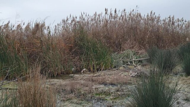 Reeds Covered Lake