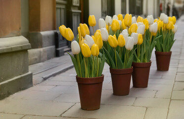 Market with flowers. Canadian Tulip Festival. Tulip shop. Yellow and white tulips in pots. Bouquets of tulips in a brown pot. Spring yellow flowers. bouquet for mother's day.