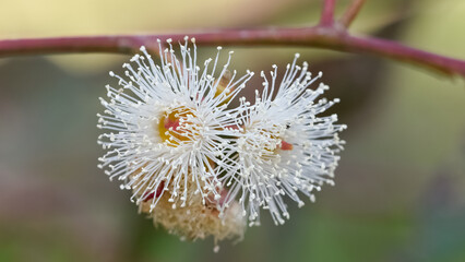 natural plants and flowers. Photos of eucalyptus tree flowers and seeds.