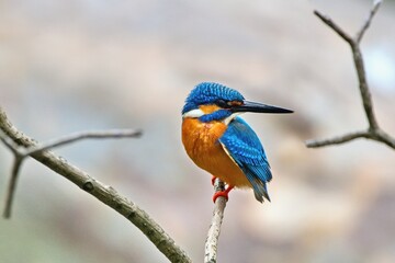 Common Kingfisher (Alcedo atthis)It is called the Ceylon Small Blue Kingfisher. Yala National Park, Sri Lanka
