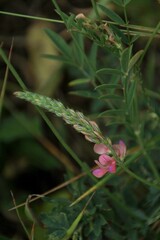 pink flower in a garden
