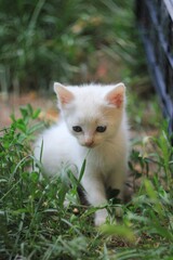 Small white kitten in the green garden 