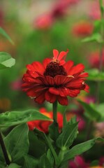 red flower zinnia in the garden