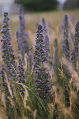 close up of unusual lilac flowers