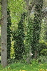 Obraz premium green forest in the morning