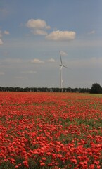 windmill in a field of poppies