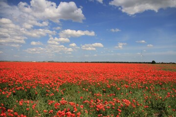 field of red poppies
