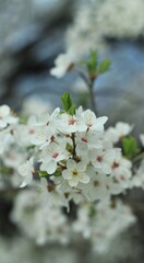 spring flowers cherry in water