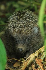 Portrait of a hedgehog in the forest