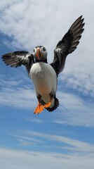 Obraz premium A puffin flies directly toward the camera, its wings outstretched in mid-air.