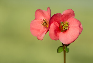 Obraz premium photos of various garden ornamental flowers