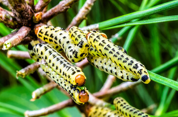 Macro Shot of Pine Sawfly Larvae Feeding on Pine Needles