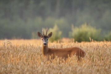 Roe Deer Buck in a Golden Wheat Field