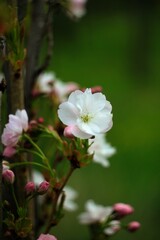 Obraz premium White apple flower tree blossom