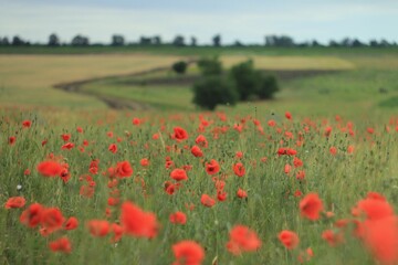 field of poppies in spring
