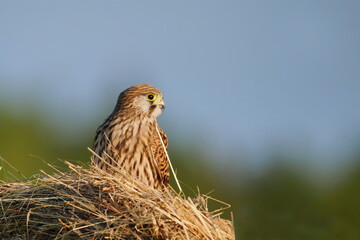 A Common kestrel resting on a hay bale. Portrait of a european kestrel. Falco tinnunculus.  Falco tinnunculus. 
