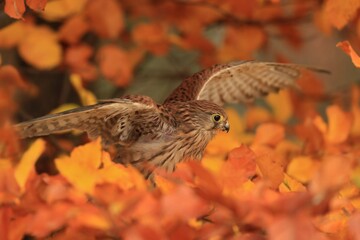 Closeup portrait of a common kestrel. A European kestrel sitting on the beech branch. Falco tinnunculus. Autumn scene with a kestrel.
