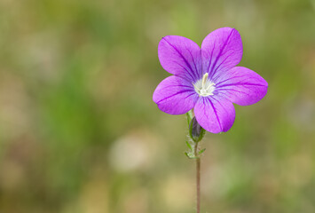 medicinal herbs, medicinal flowers photos