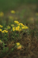 Obraz premium yellow flowers in the grass