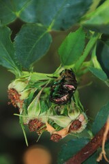 Green beetle in the garden