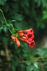 red and orange flower in garden