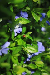 Red ladybug sitting among green leaves and lilac flowers