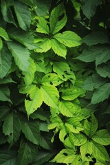 green leaves background forest 