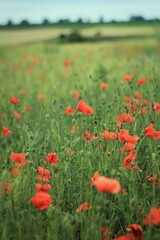 Red poppy in green field in summer