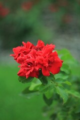 red rose in the garden