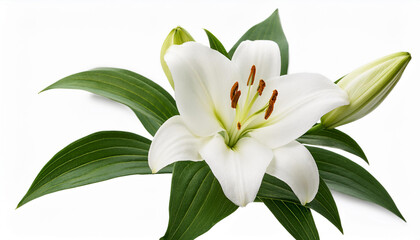 wonderful white lily lilium liliaceae with buds isolated on white background including clipping path