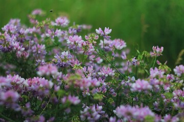 field of pink unusual flower with green grass 
