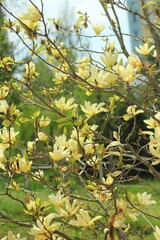 yellow flowers  magnolia on a tree