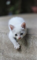 White cat on the floor