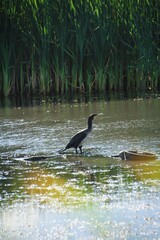 Black gannet in the lake