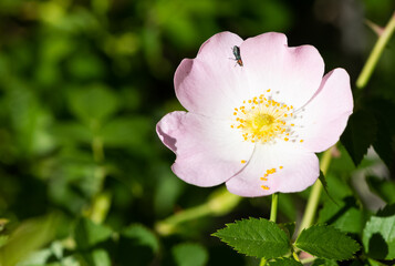 Natural flowers growing in rural areas. rosehip flower photos.