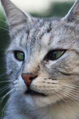 portrait of a grey cat with green eyes 