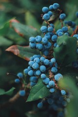  Blue grapes in the vineyard