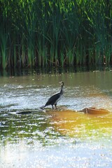 Black ducks in the lake