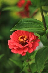 red and yellow flower with green leaves 