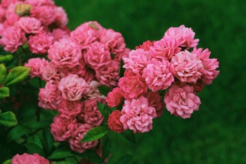 pink roses flowers in garden