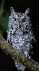 Close-Up of Alert Owl Perched on Branch