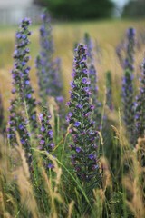 Obraz premium Unusual purple flowers like lavender 