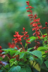 red flowers on the green background 
