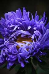 close up of a purple flower