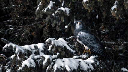 Fototapeta premium Black-Chested Buzzard-Eagle (Geranoaetus Melanoleucus) In Winter
