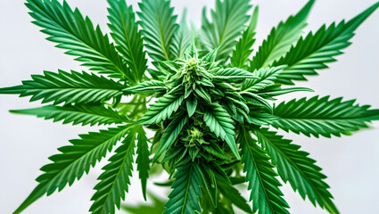 Green cannabis plant isolated on white background aerial view