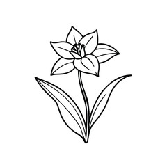 vector lily flower isolated on white background