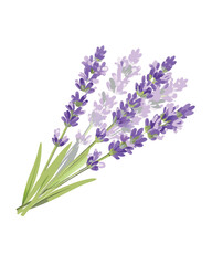 Obraz premium vector lavender flowers isolated on white background